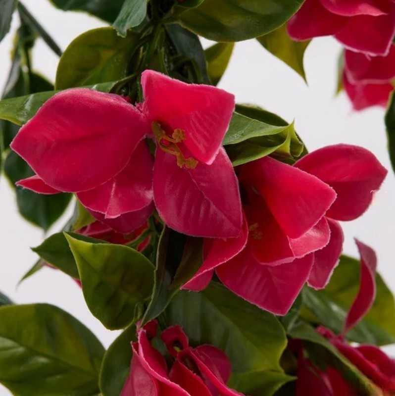 Bouganville cascante anti UV fucsia con foglie verdi, utilizzo interno ed esterno